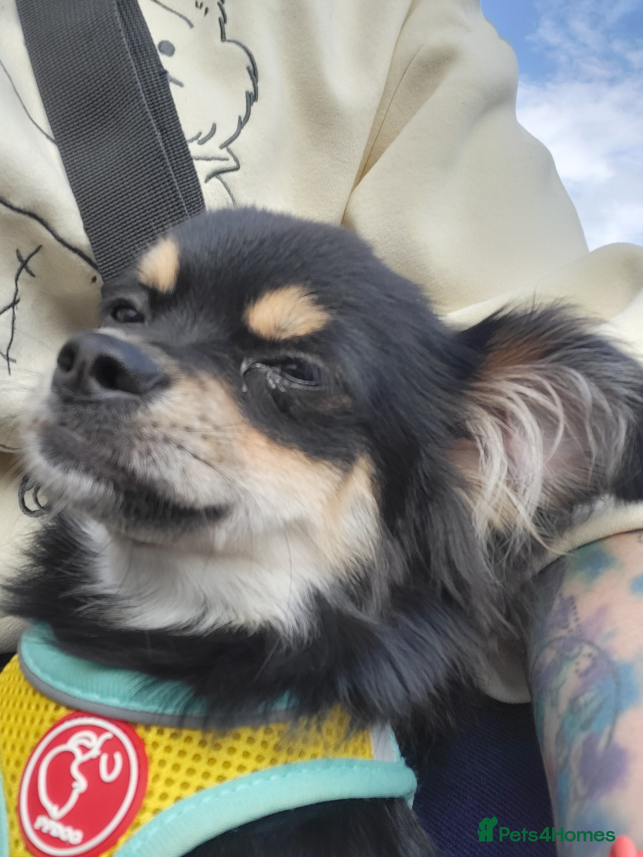 Chihuahua dogs Long haired chihuahua  - Advert 2