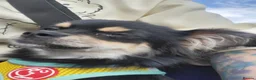 Chihuahua dogs for sale: Long haired chihuahua  in Glasgow - Advert 1