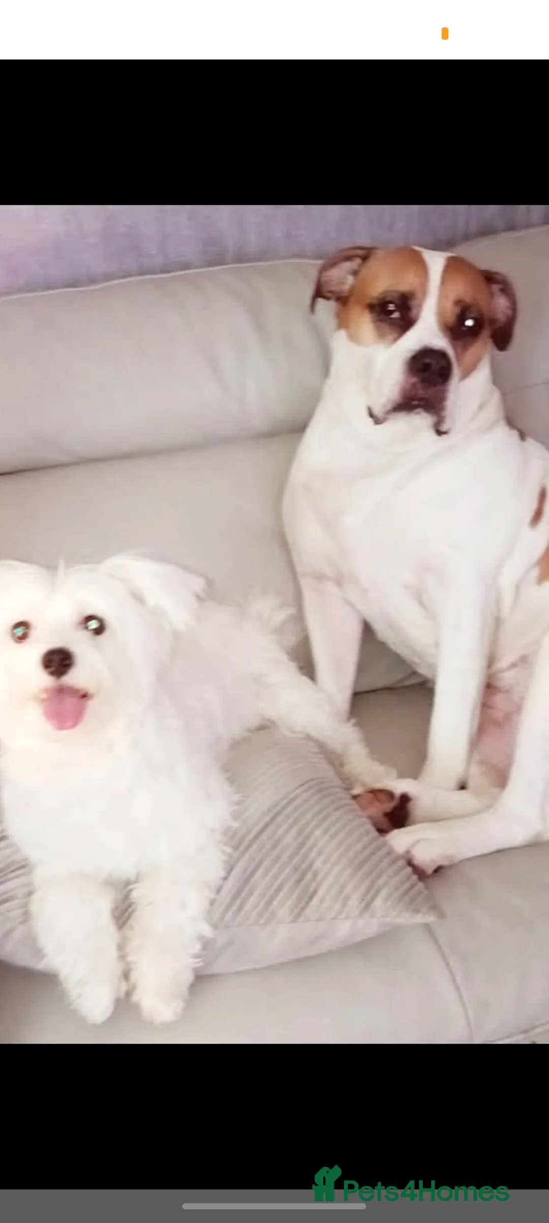 Maltese dogs for sale: Beautiful Maltese Boy Hypoallergenic - Advert 12