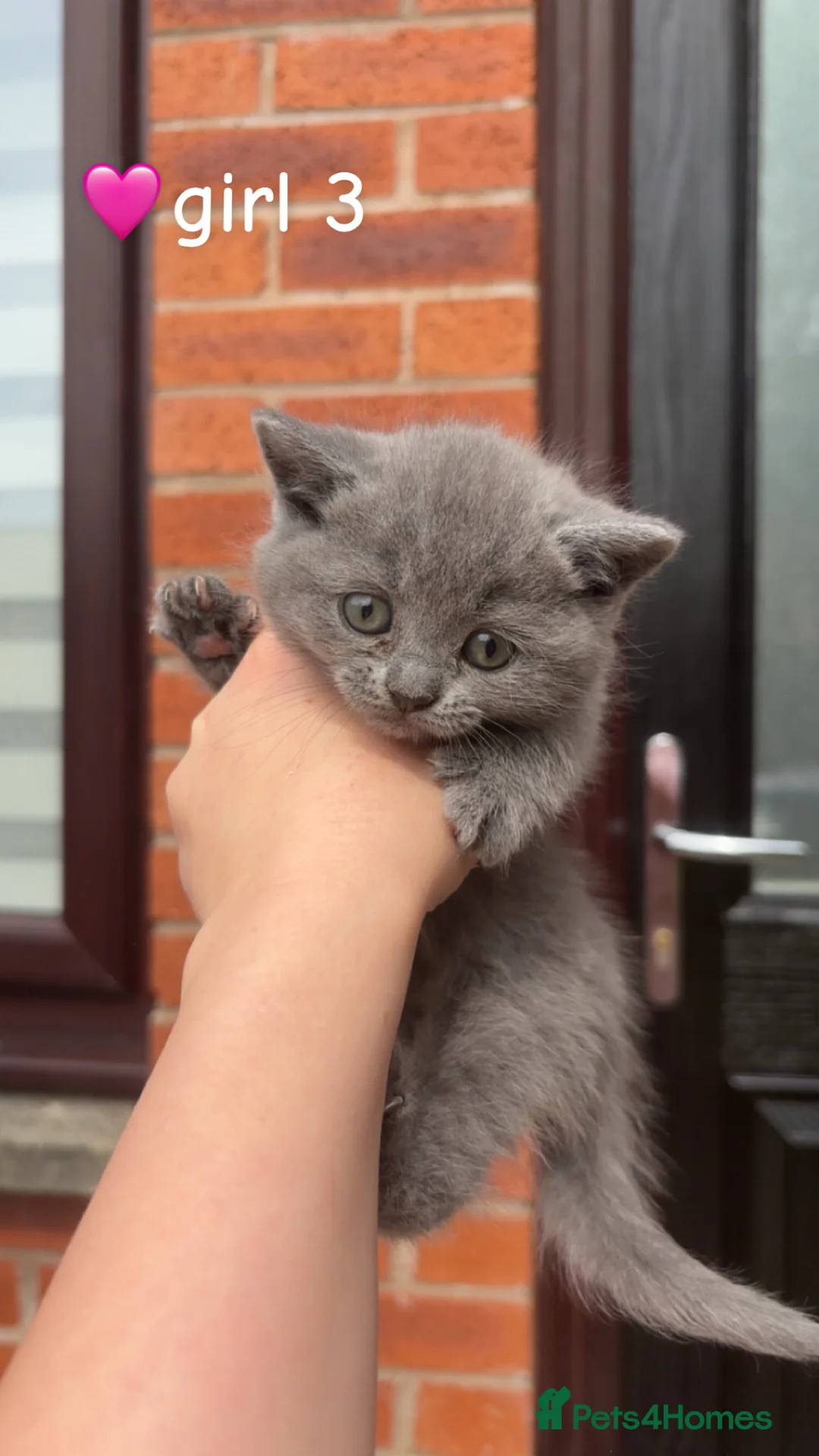 Mixed Breed cats for sale: 4 mixedbreed kittens for sale  - Advert 2