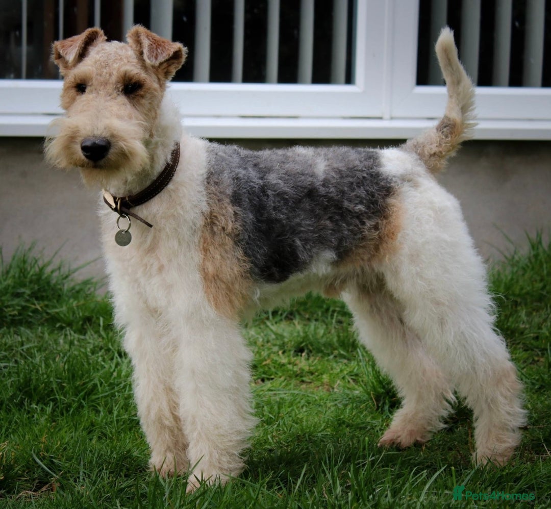Fox Terrier dogs for sale: KC registered Wire hair fox Terrier puppies  - Image 12