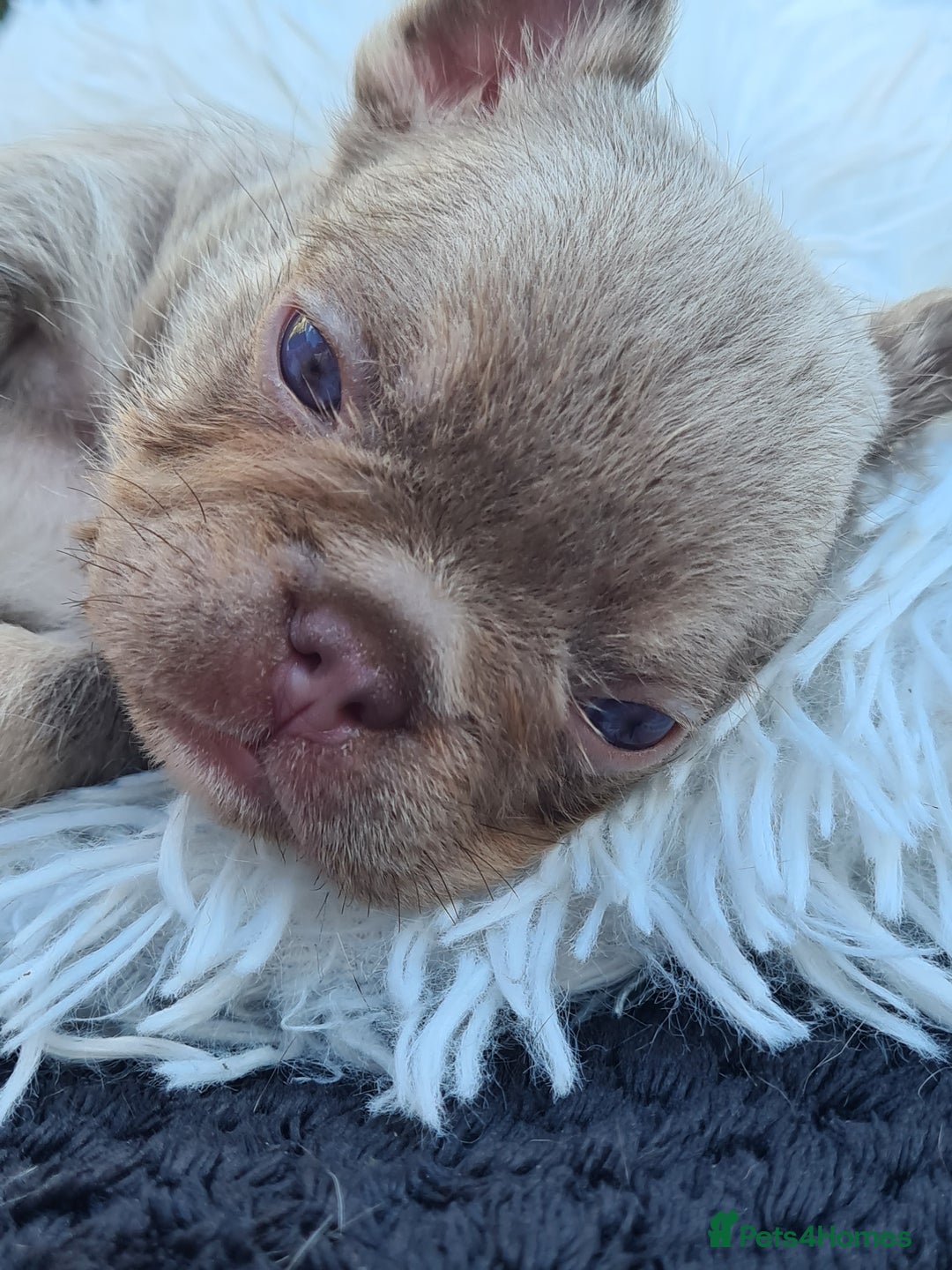 French Bulldog dogs for sale: Big Perm, fluffy and furnished frenchies  - Image 20
