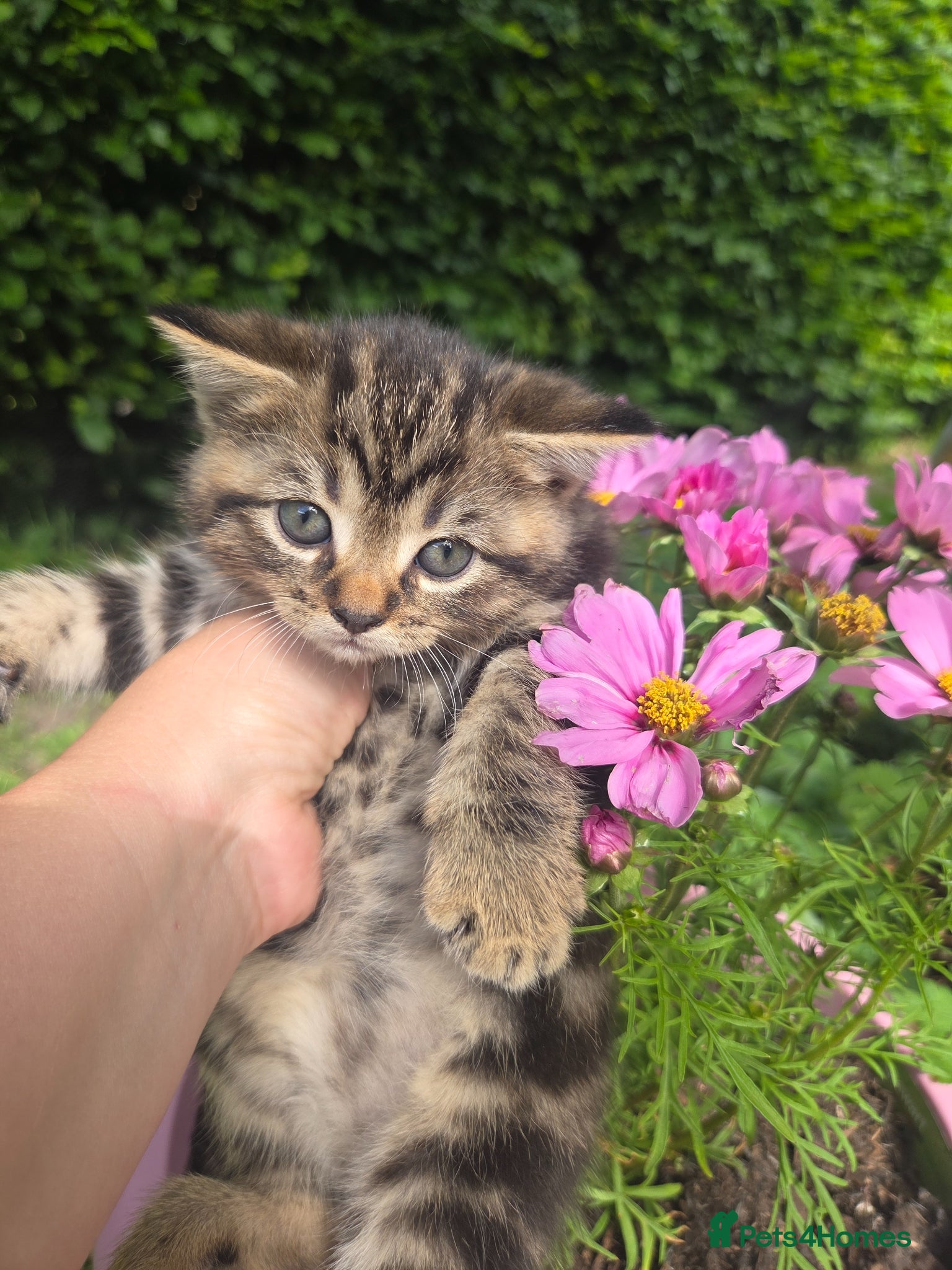 Persian cats for sale: Persian Cross tabby kittens for sale  in Warminster - Advert 28