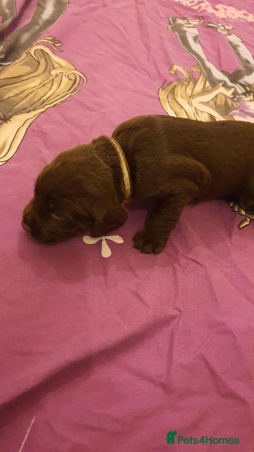 Mixed Breed dogs for sale: Cockerdor x english springer spaniel  - Image 8