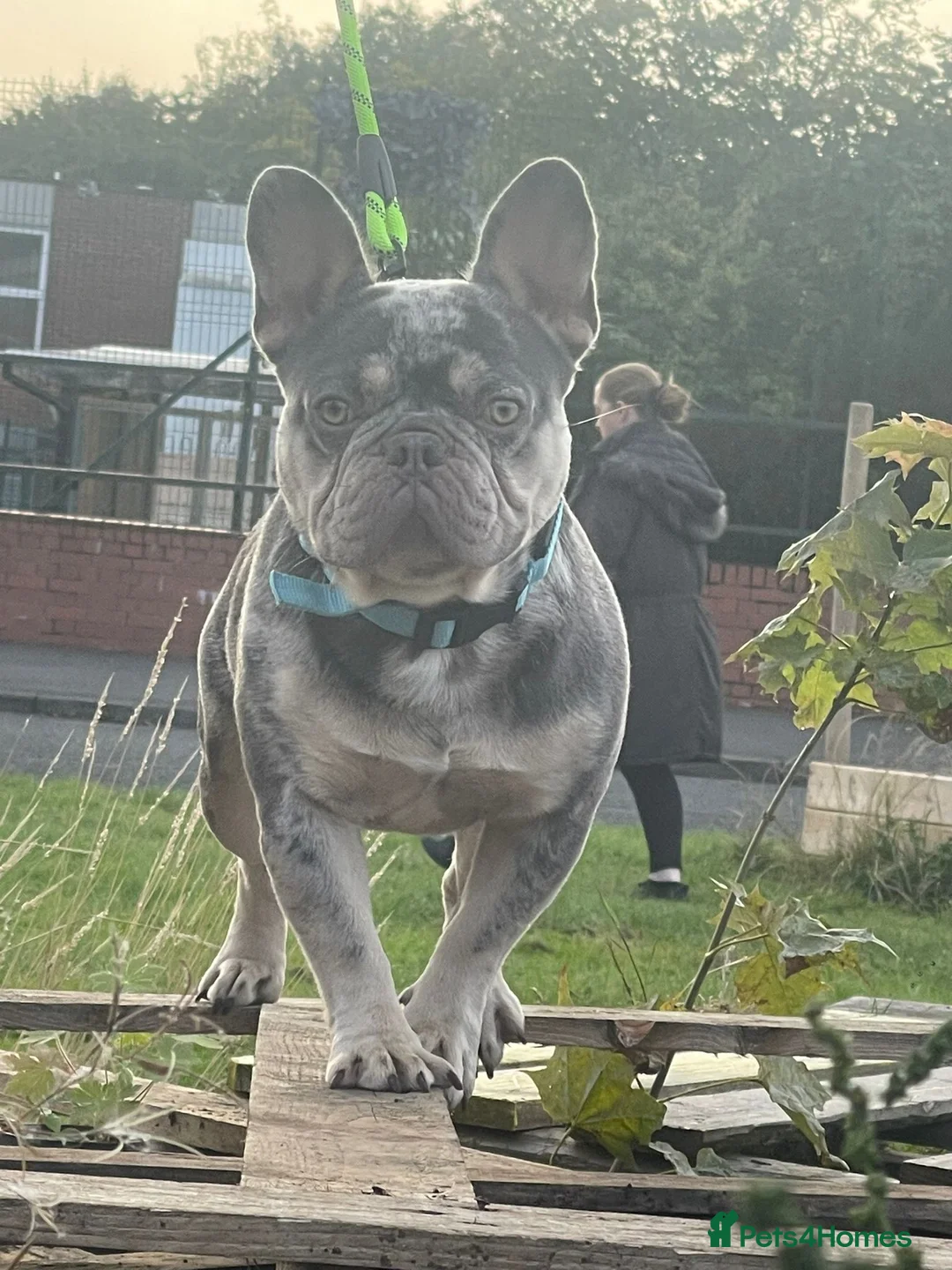 French Bulldog dogs for stud: STUD ONLY !! French bulldog Blue tan merle  in Birmingham - Advert 2