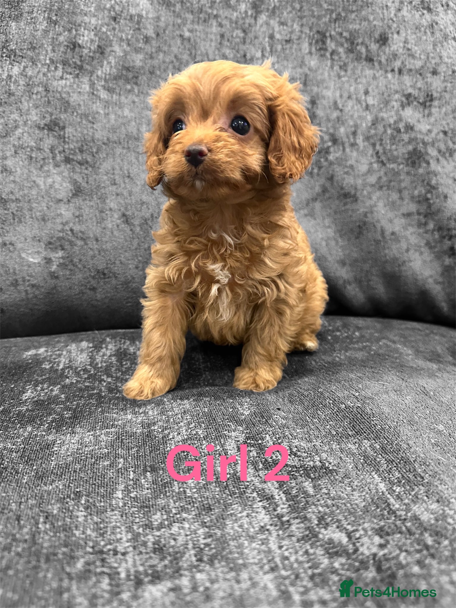 Cavapoo dogs ** TOY CAVAPOO PUPPIES DNA BVA/PRA CLEAR ** - Advert 1