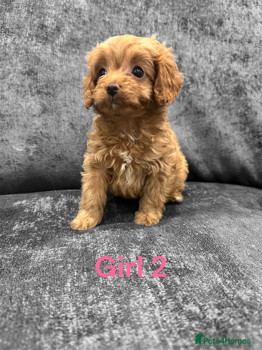 Cavapoo dogs for sale: ** TOY CAVAPOO PUPPIES DNA BVA/PRA CLEAR ** - Advert 1