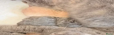 British Shorthair Cream 2