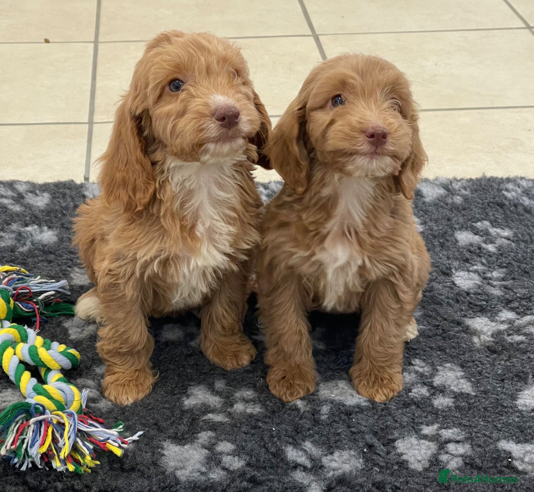 Cockapoo dogs Beautiful F1 cockerpoo pups NOW READY - Advert 1