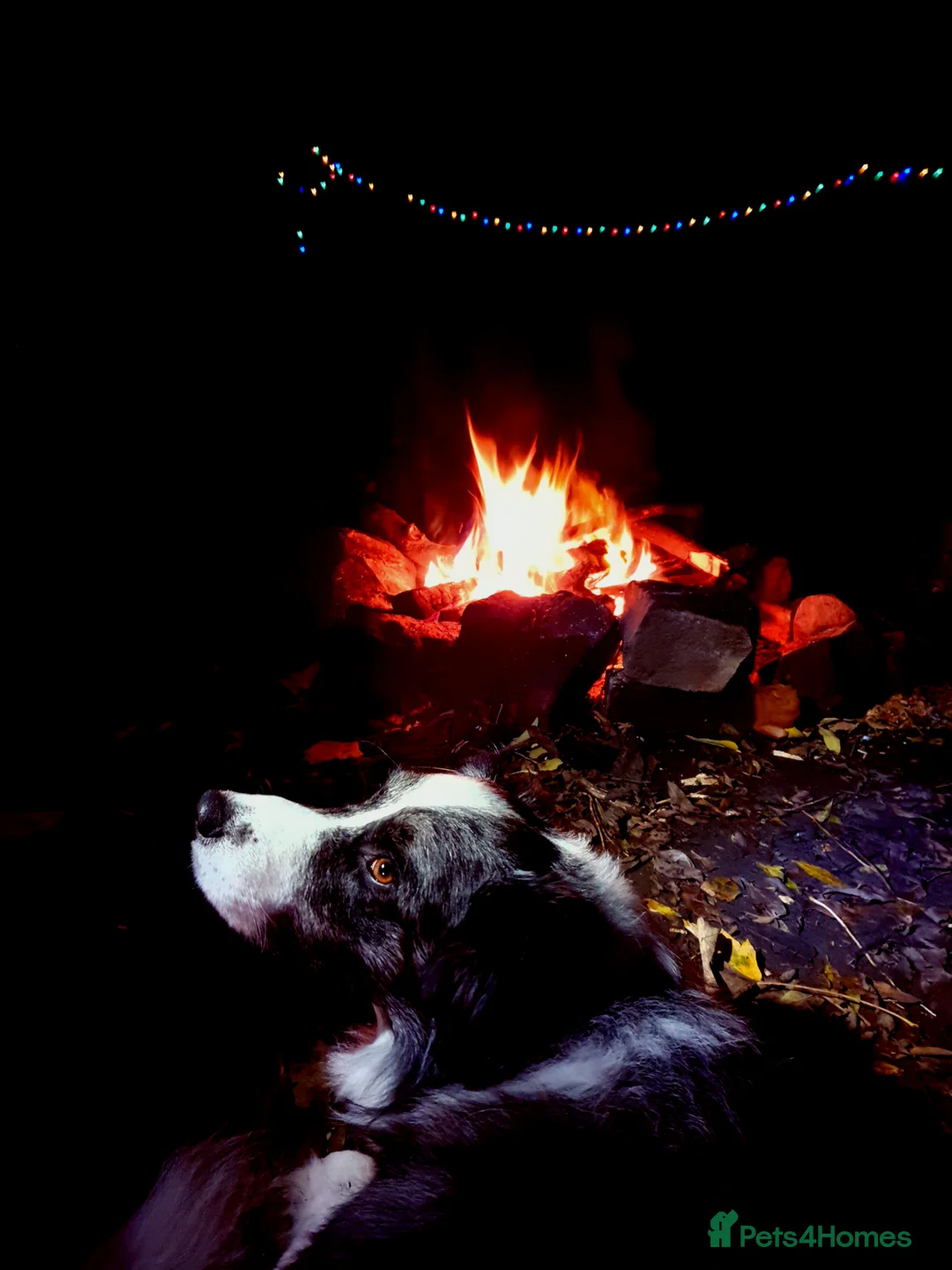 Border Collie dogs for stud: *proven* health tested working merle border collie in Leeds - Advert 21