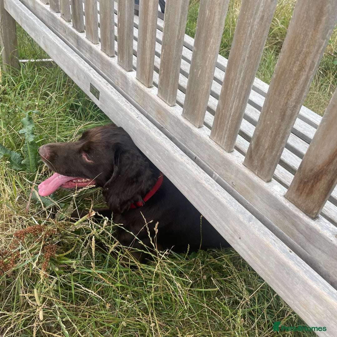 Sprocker dogs for sale: 2 year old sprocker spaniel  - Image 2