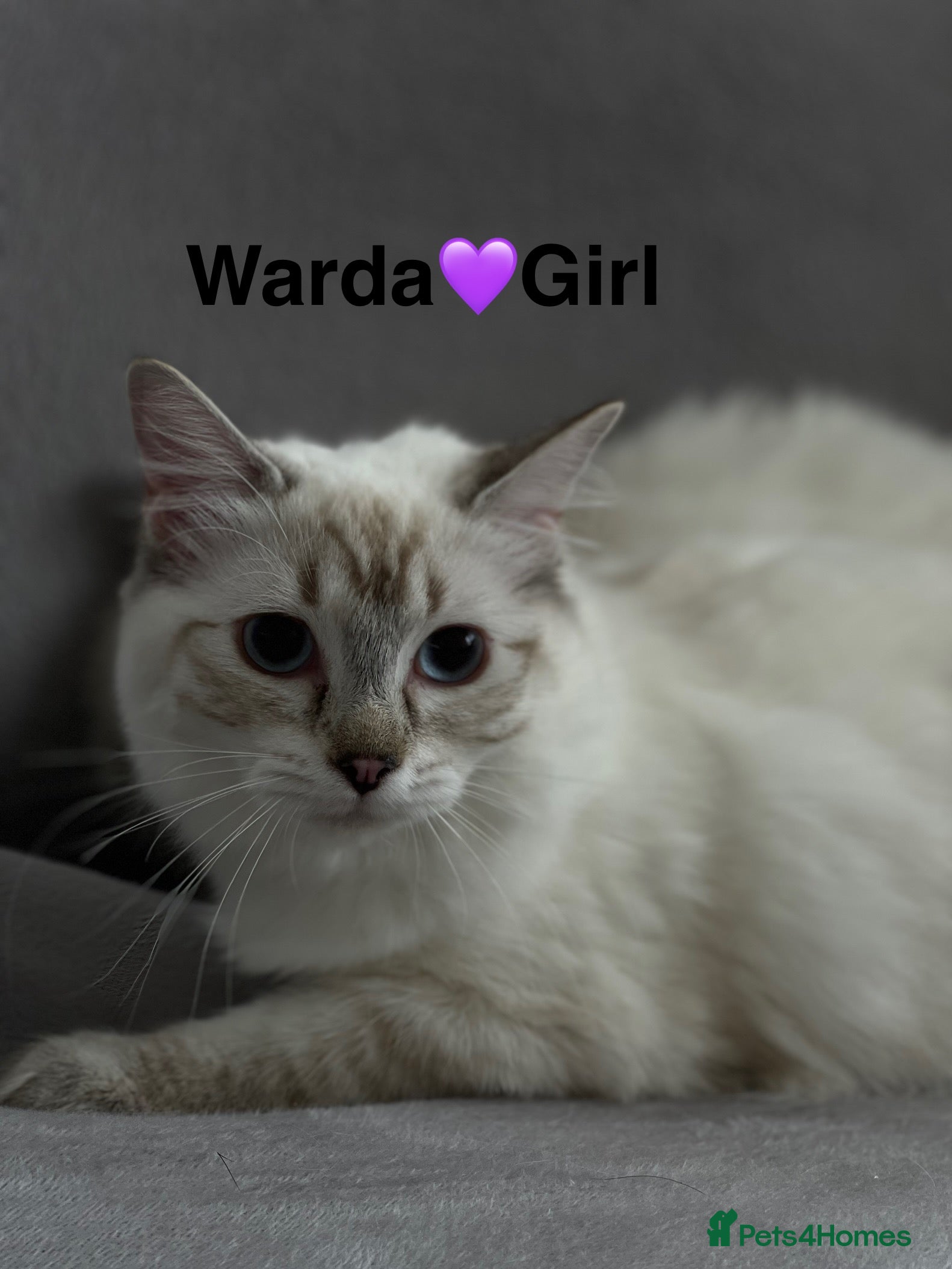 Ragdoll cats Ragdoll for sell in Southall - Advert 8