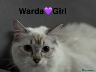 Ragdoll cats Ragdoll for sell in Southall - Advert 8