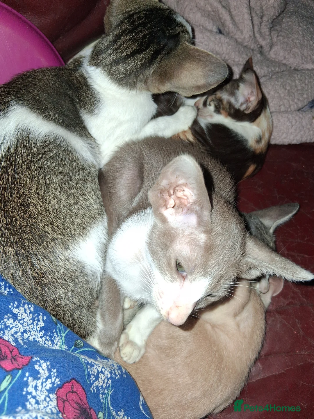 Oriental cats for sale: Stunning oriental girls ready 3.9.26 - Advert 11