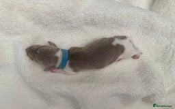 Miniature Dachshund dogs for sale: Miniature Dachshund Puppies - Image 10