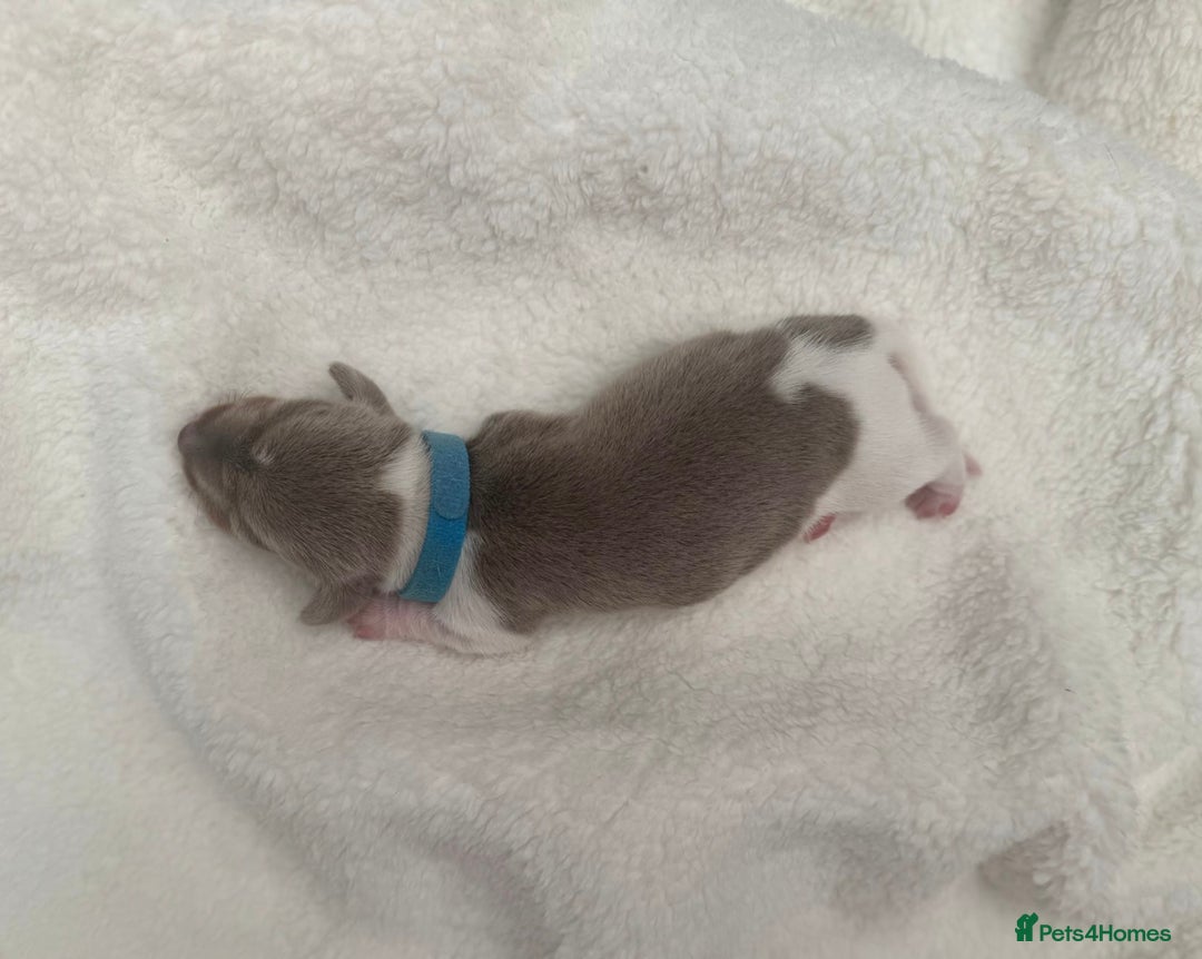 Miniature Dachshund dogs for sale: Miniature Dachshund Puppies - Image 10