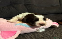 Cockerdor dogs for sale: Cockerdors  - Advert 4