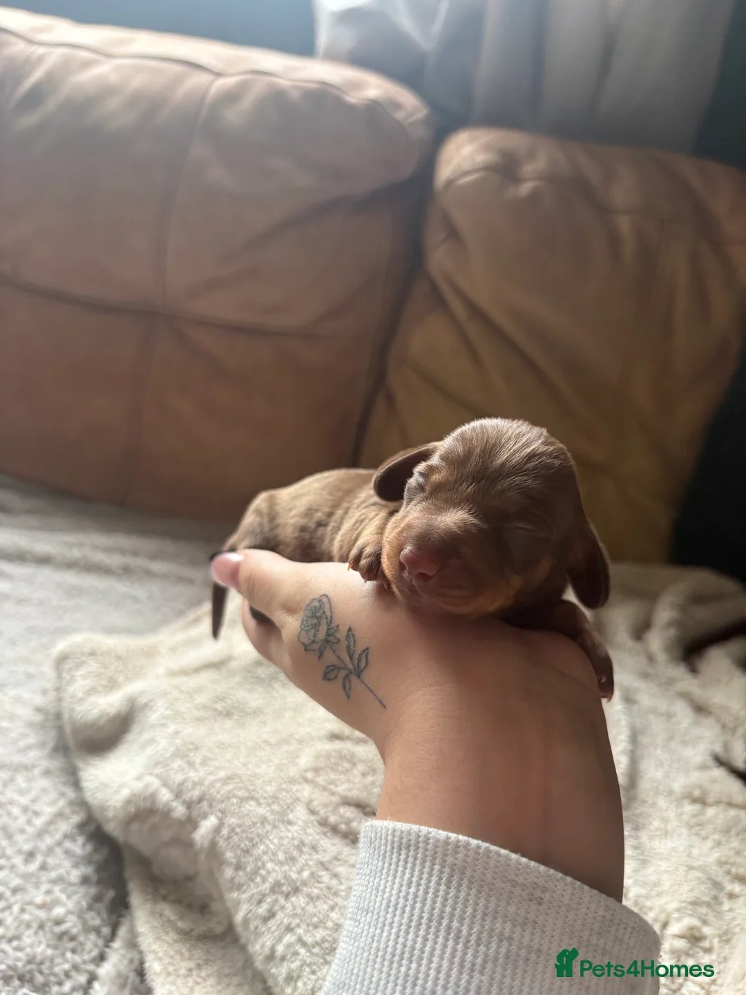 Miniature Dachshund dogs for sale: Miniature dachshund puppies  - Advert 7