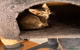Mixed Breed cats for sale: Beautiful and super playful kittens  - Image 32