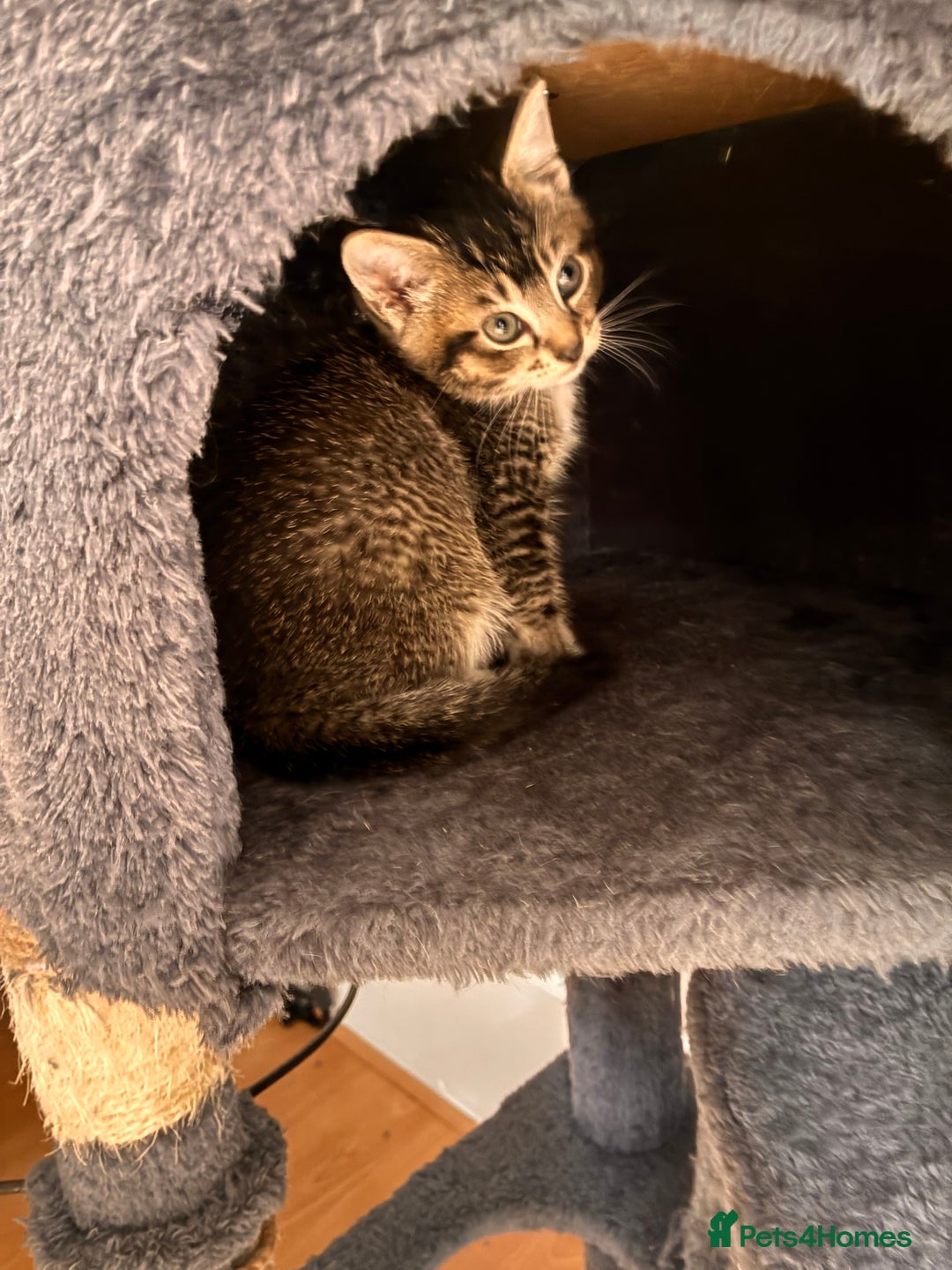 Mixed Breed cats for sale: Beautiful and super playful kittens  - Image 32