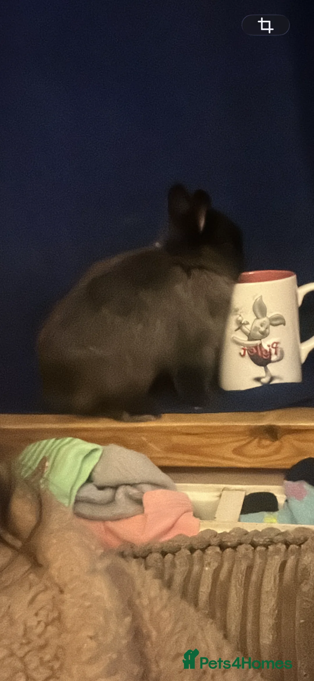 Netherland Dwarf rabbits for sale: Female netherland dwarf with hutch  - Advert 2