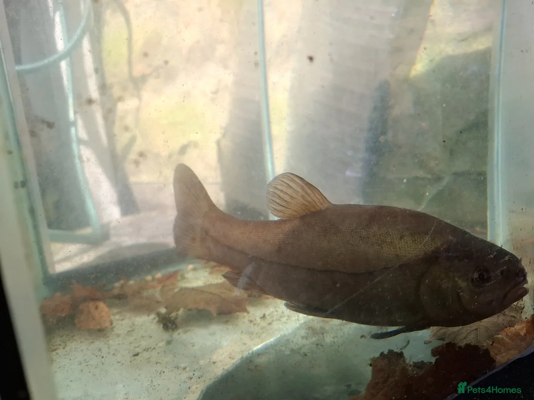 Pond Fish fish for sale: Pond fish in Scarborough - Advert 1