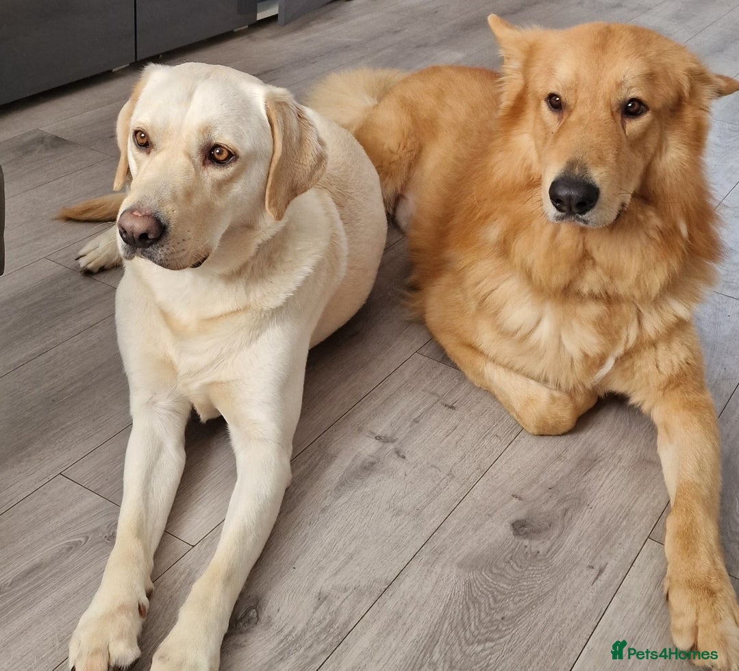 German Shepherd dogs Rehoming 2 Dogs - Advert 1