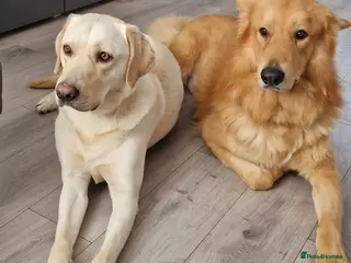 German Shepherd dogs Rehoming 2 Dogs - Advert 1