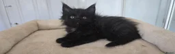Maine Coon cats for sale: Maine coon kittens - Advert 34