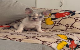 French Bulldog dogs for sale: French bulldog **  - Image 8