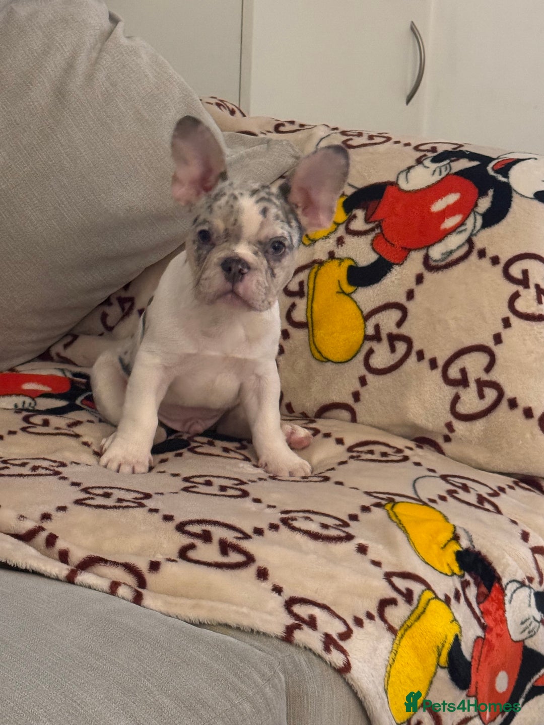 French Bulldog dogs for sale: French bulldog **  - Image 8
