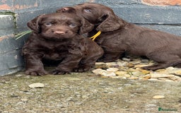 Cocker Spaniel dogs for sale: Cocker Spaniel Puppies - Image 6