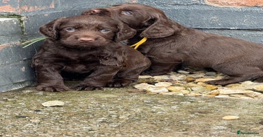Cocker Spaniel dogs - Advert 3