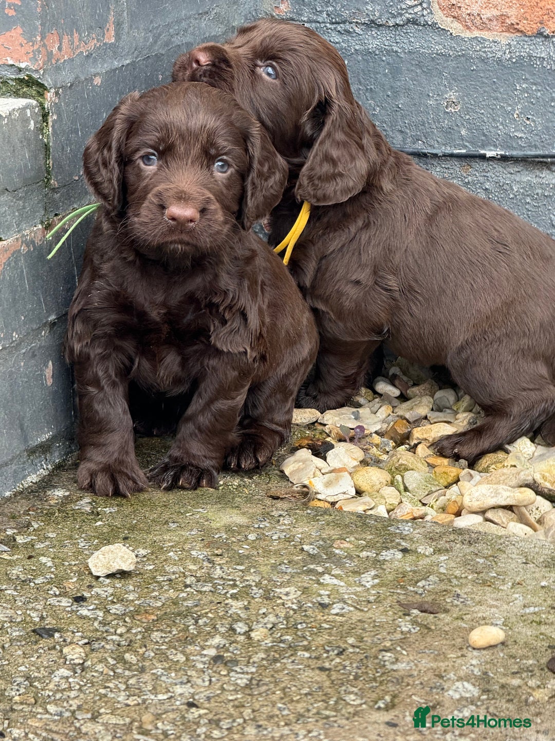 Cocker Spaniel dogs for sale: Cocker Spaniel Puppies - Image 6