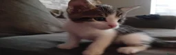 Mixed Breed cats for sale: Girl and boy left  - Advert 8
