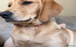 Goldador dogs for sale: 10x Family reared gorgeous Goldador Puppies - Image 17