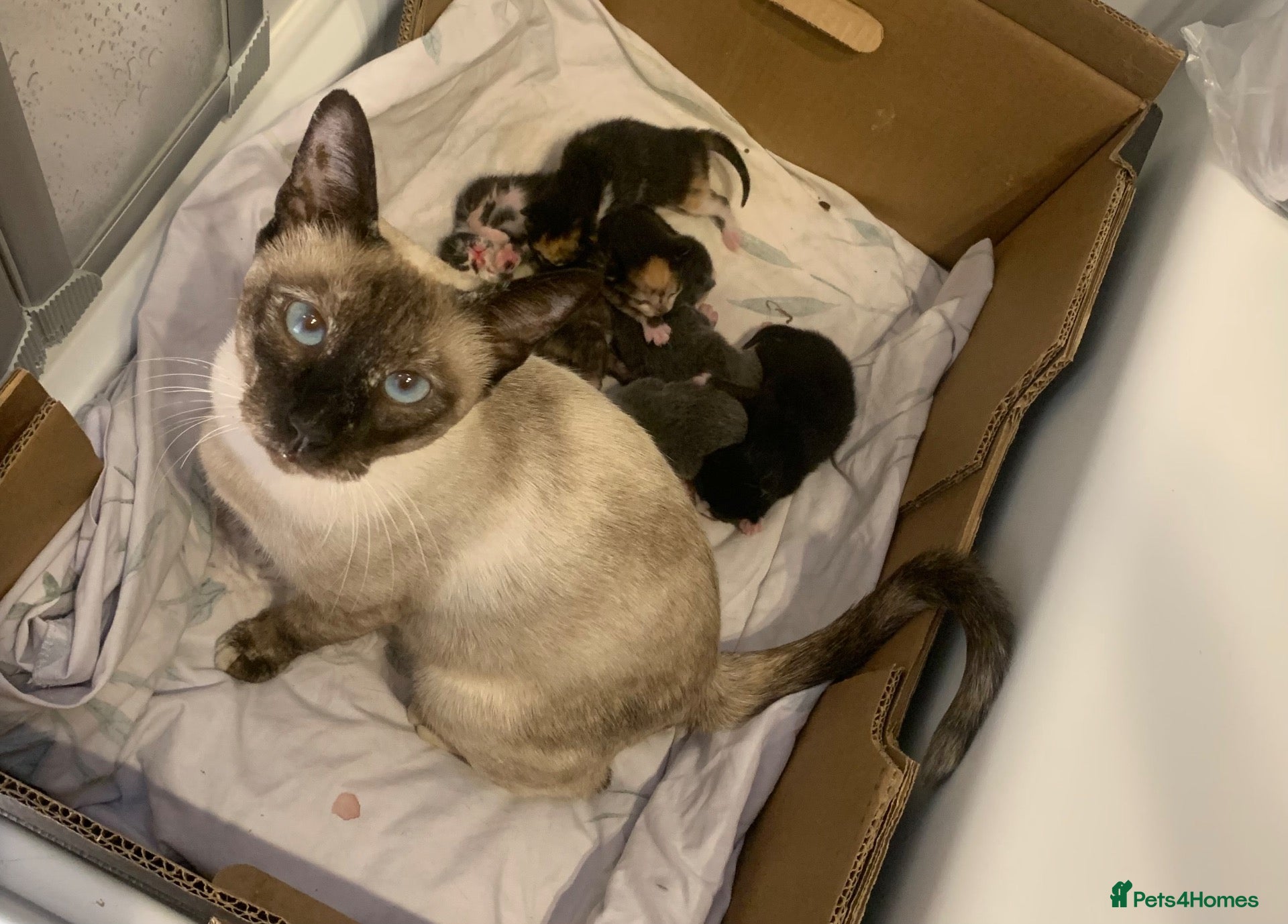 Mixed Breed cats Beautiful baby kittens 🐱  - Advert 1