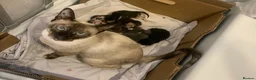 Mixed Breed cats for sale: Beautiful baby kittens 🐱  - Advert 1