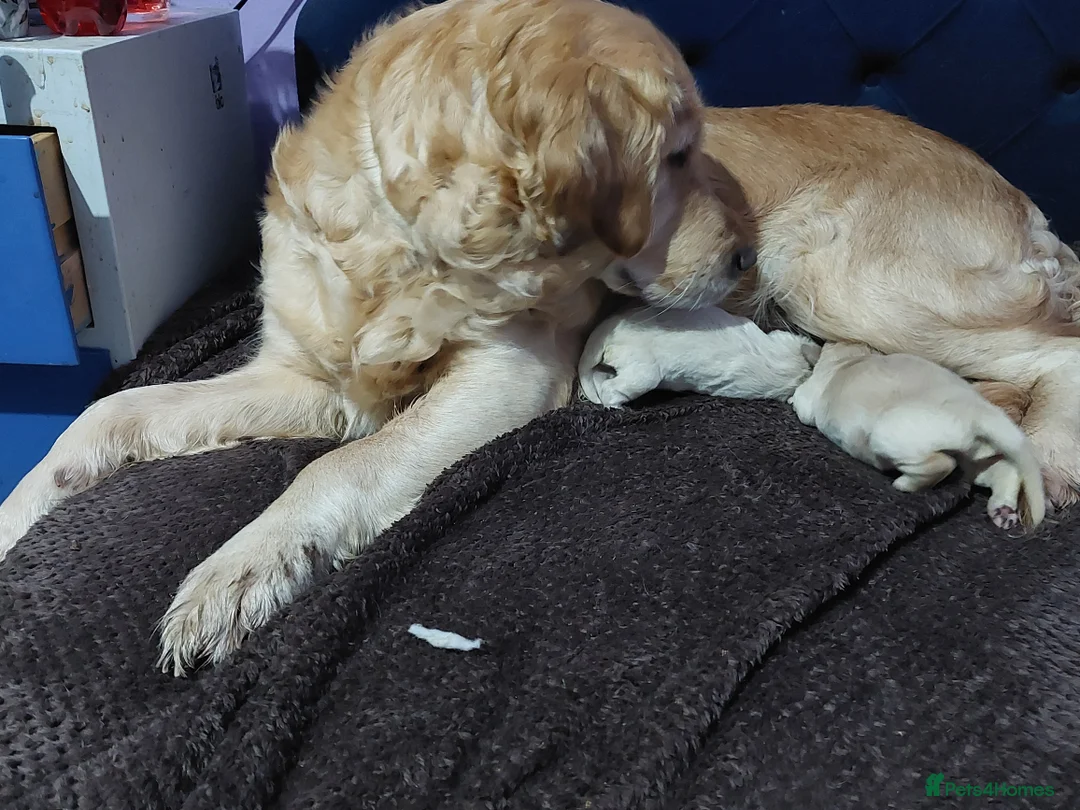 Golden Retriever dogs for sale: Golden retriever puppies  - Advert 4