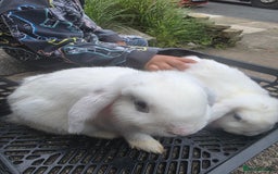 Blanc De Hotot rabbits for sale: rabbits for sale  - Image 4