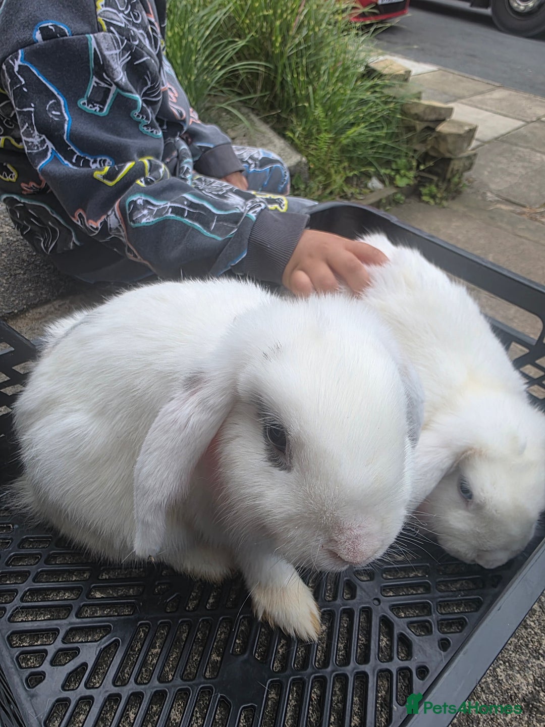 Blanc De Hotot rabbits for sale: rabbits for sale  - Image 4