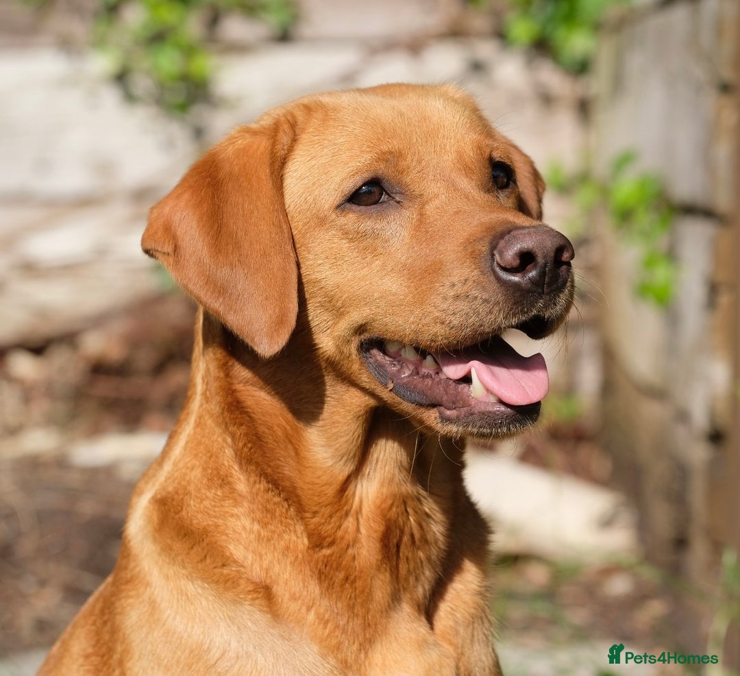 Labrador Retriever dogs for sale: Plump little Red Labrador Puppies! - Image 21