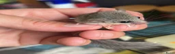 Mouse rodents for sale:  African pygmy door mouse mice (micro squirrels) - Advert 2