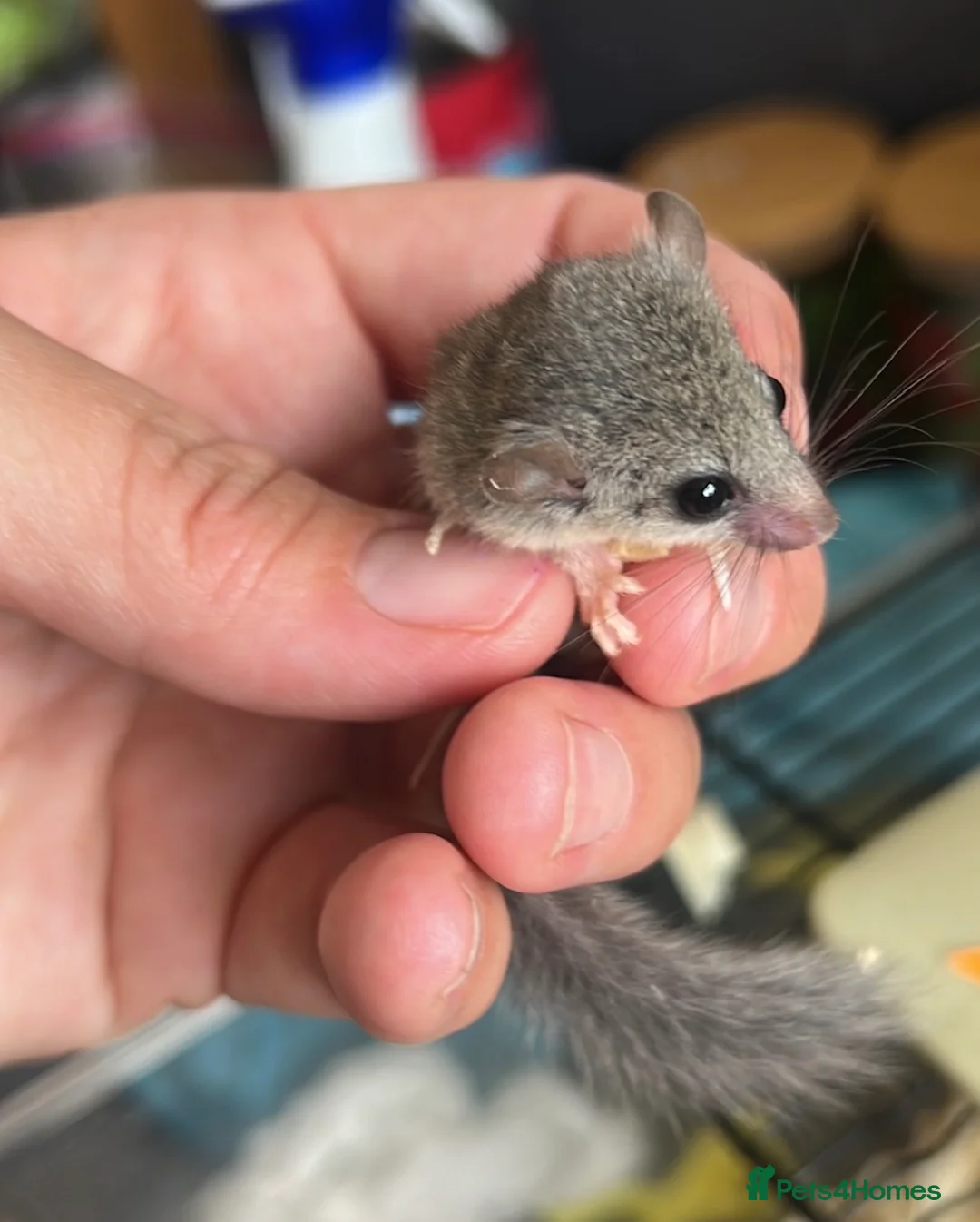 Mouse rodents for sale:  African pygmy door mouse mice (micro squirrels) - Advert 2
