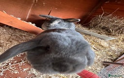 Mini Lop rabbits for sale: 2 female bonded mini lops for sale  - Advert 19