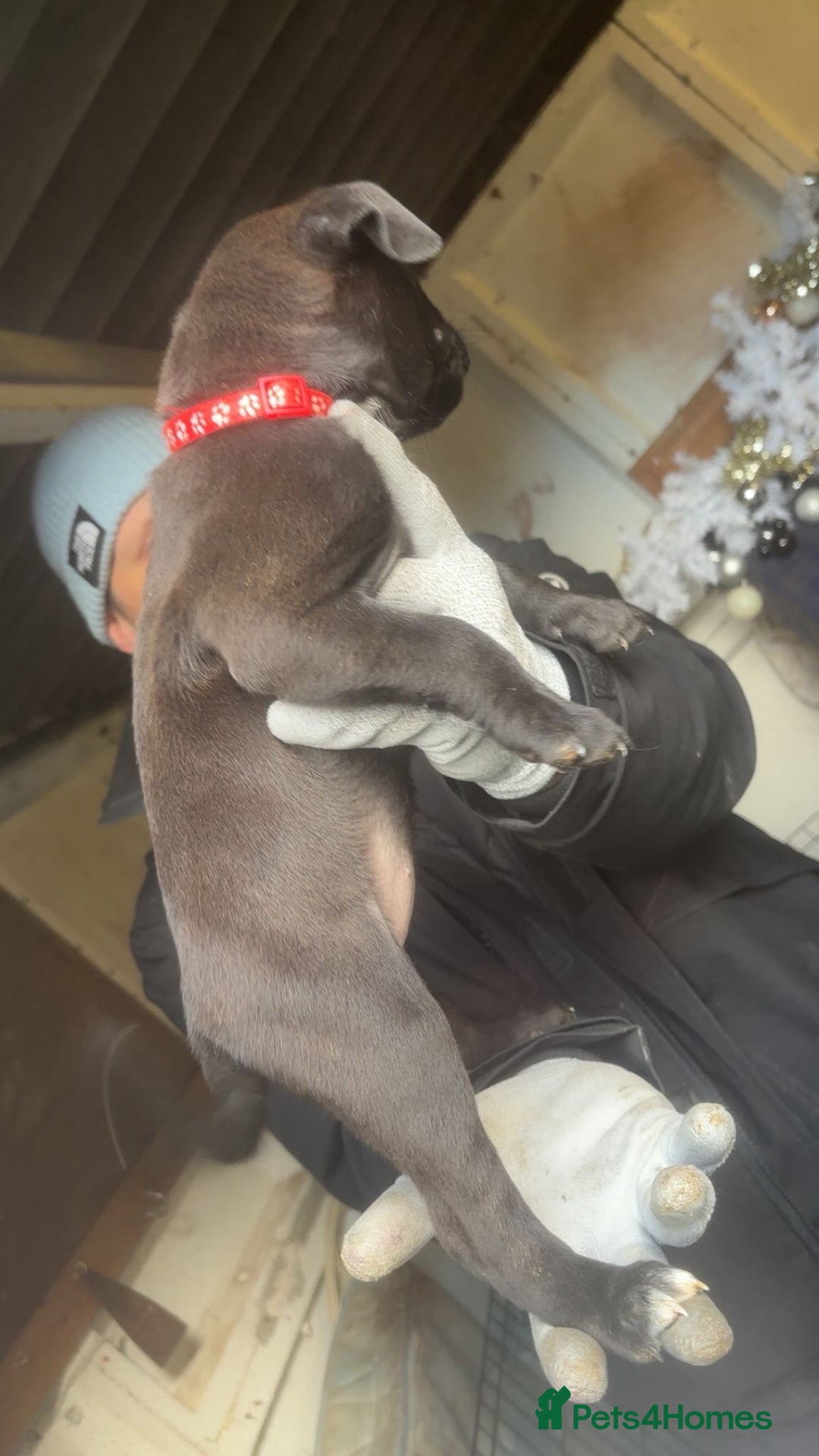 Mixed Breed dogs for sale: Amazing litter of exotic rottiebulls  - Advert 11