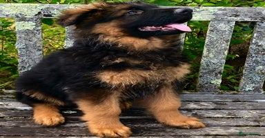 German Shepherd dogs - Advert 5