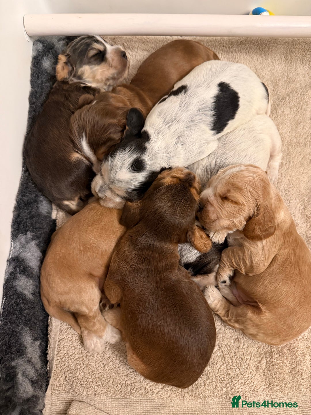 Cocker Spaniel dogs for sale: 🐶Rizi Bizi 🐶🐾 full pedigree show spaniels🐾  - Advert 8