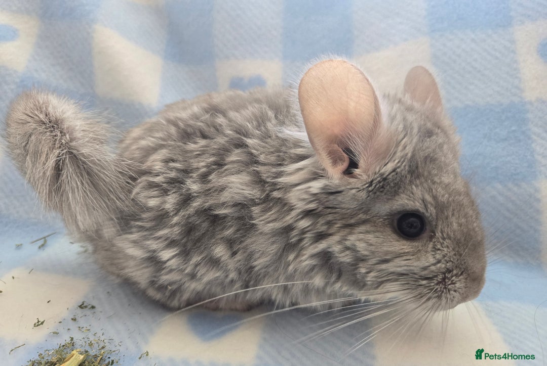 Chinchilla rodents for sale: Baby Chinchillas  - Image 10