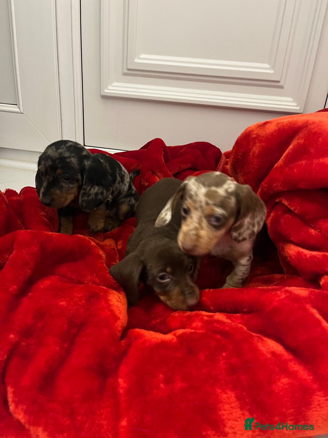 Dachshund dogs for sale: Dachshund  puppies  - Advert 7